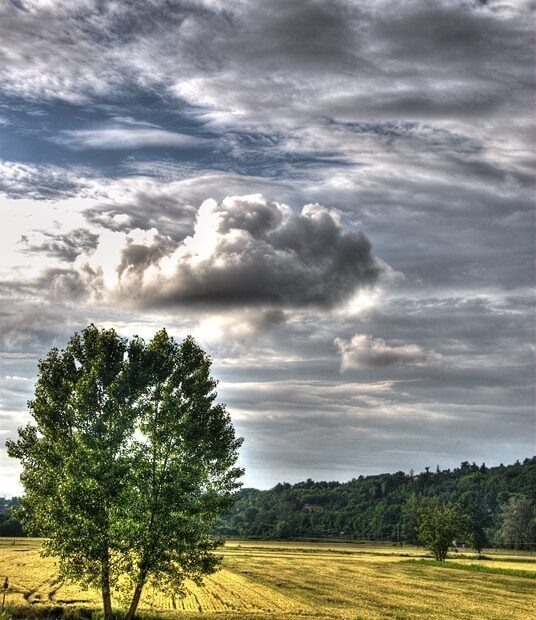 Trees, cornfields and clouds